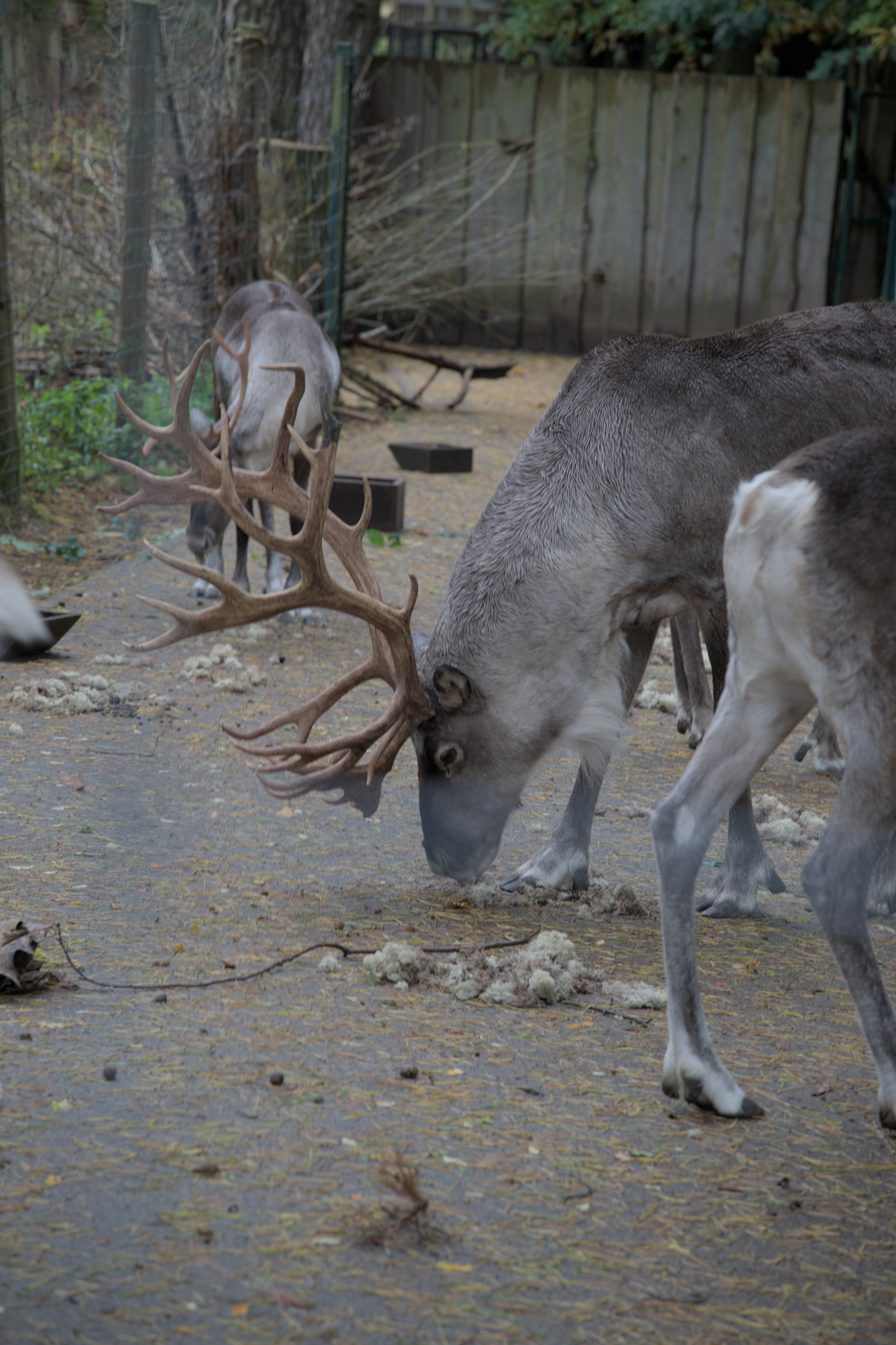 2025/10/12 - zoo/DSC_0072.jpg